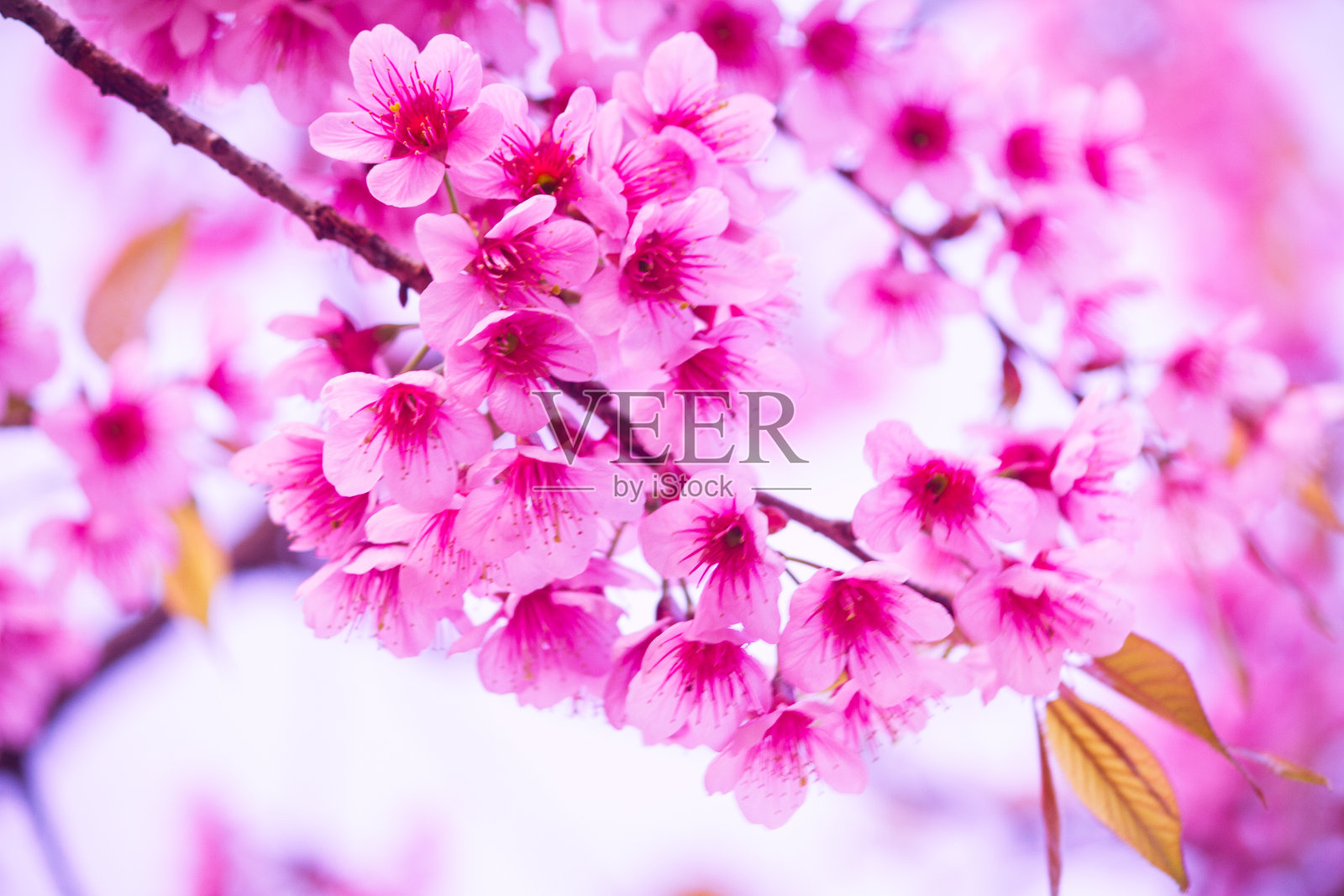 樱花盛开的鲜花。美丽的粉红色樱花照片摄影图片