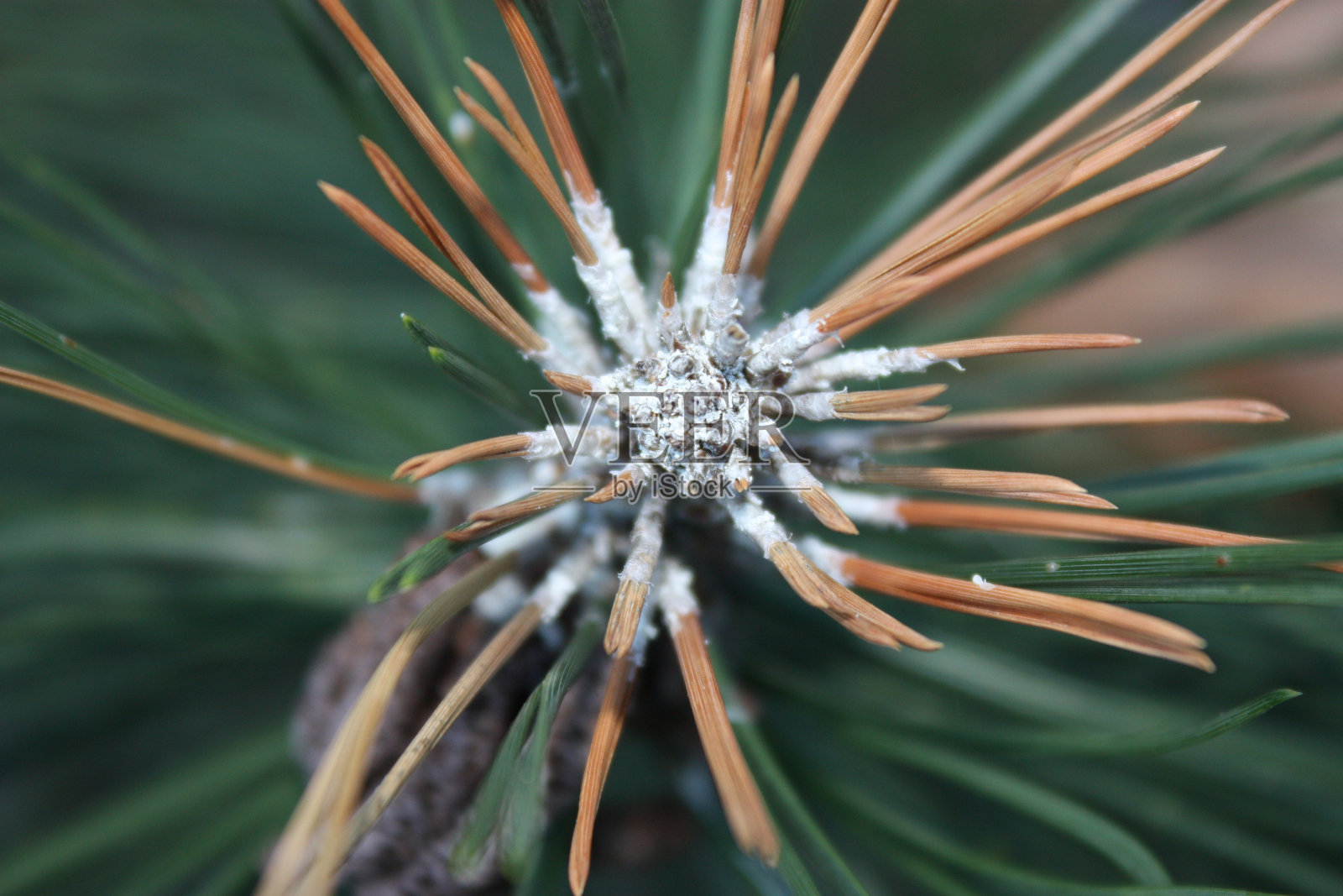 峰值的秋天照片摄影图片