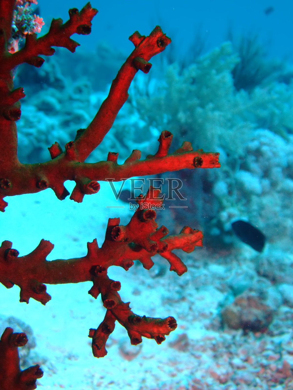 珊瑚照片摄影图片