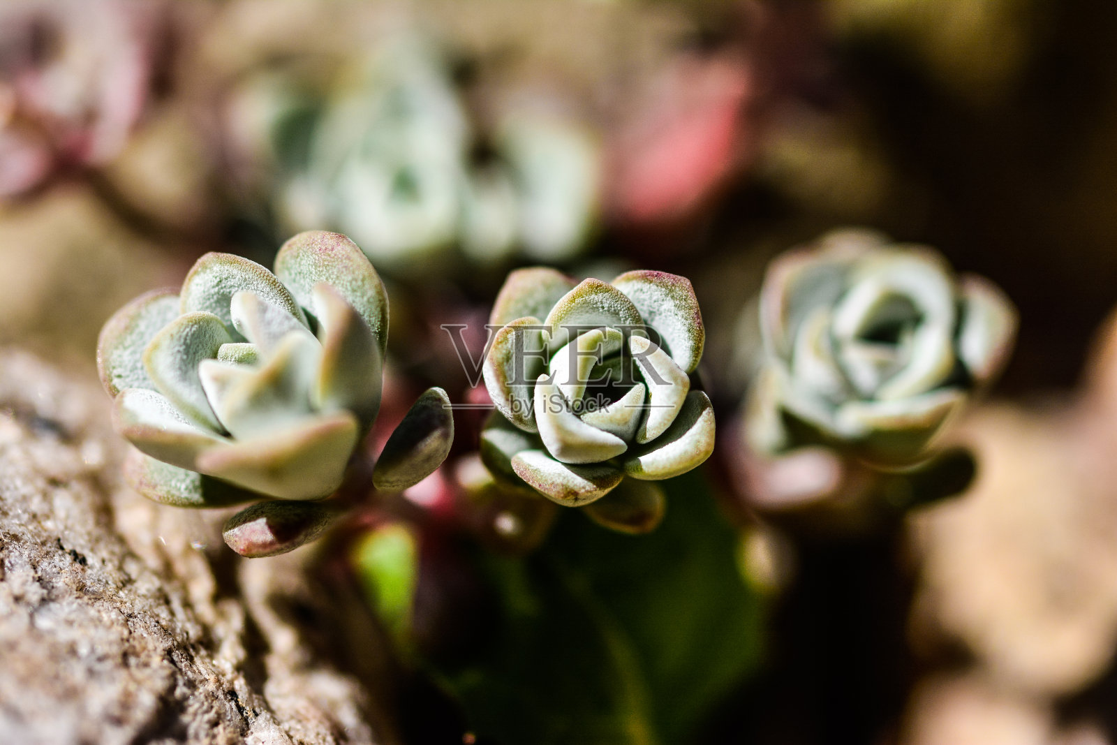 混合的野花照片摄影图片