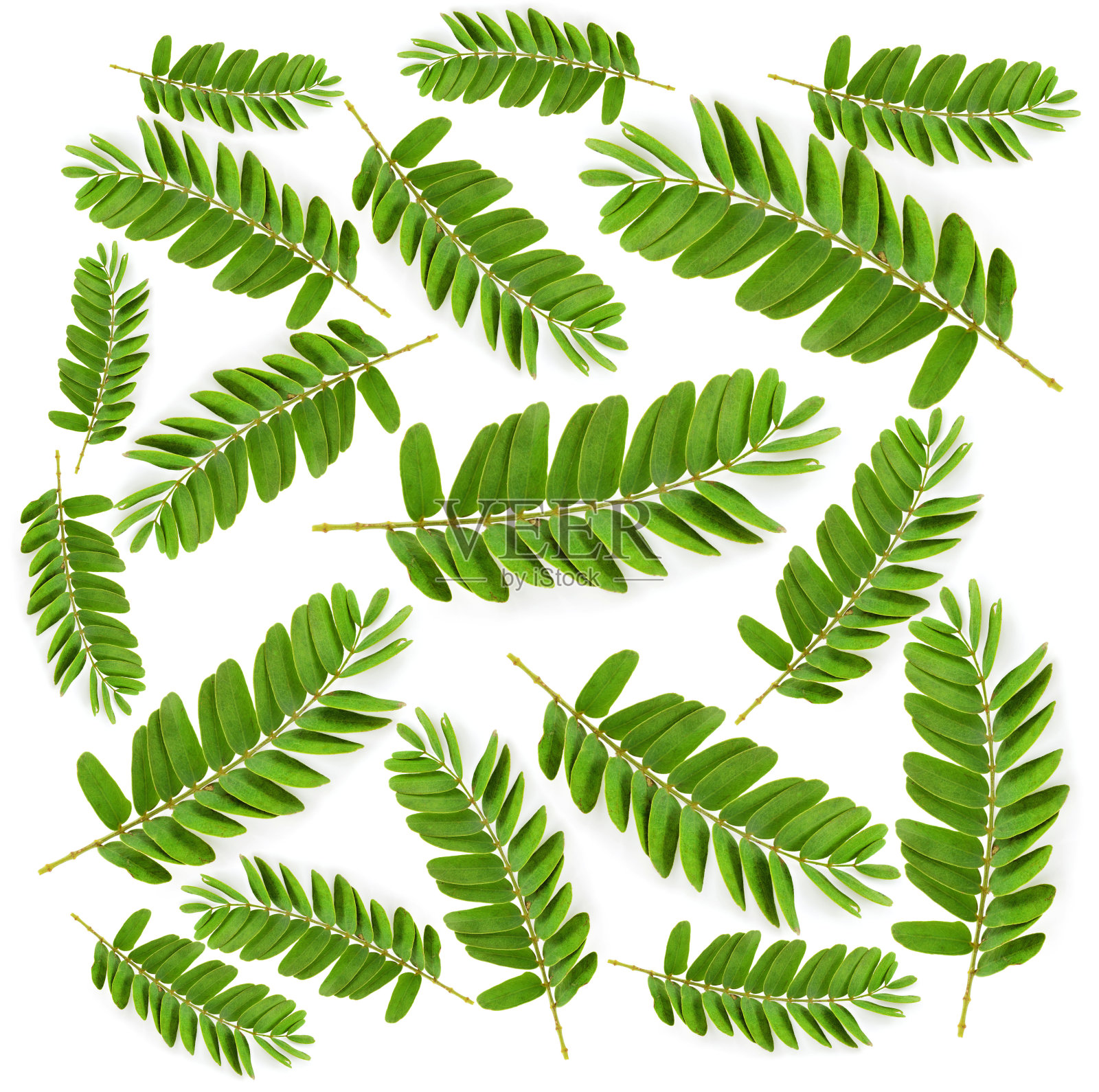 罗望子叶孤立在白色上照片摄影图片