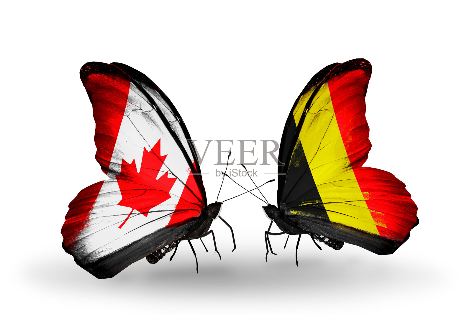 两只翅膀上插着旗子的蝴蝶照片摄影图片