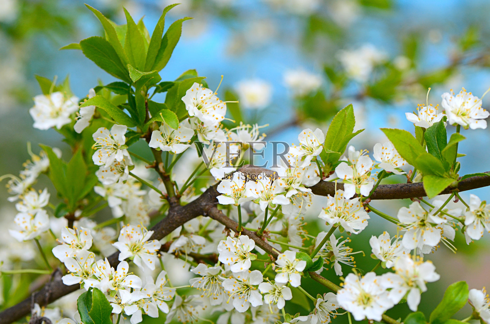 春天樱花盛开照片摄影图片
