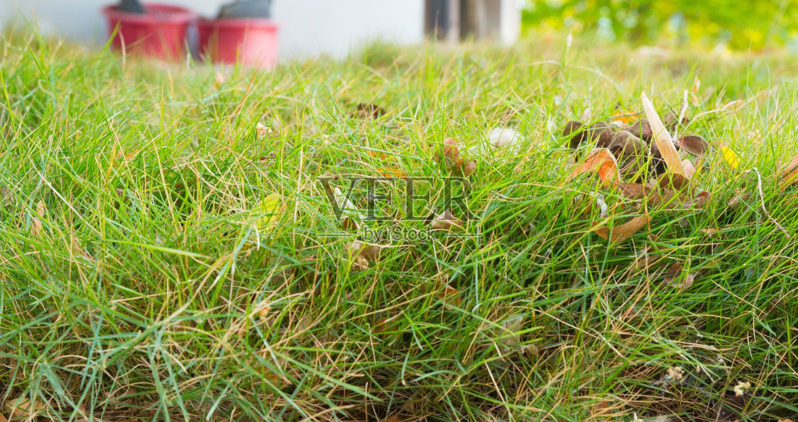 草背景特写照片照片摄影图片
