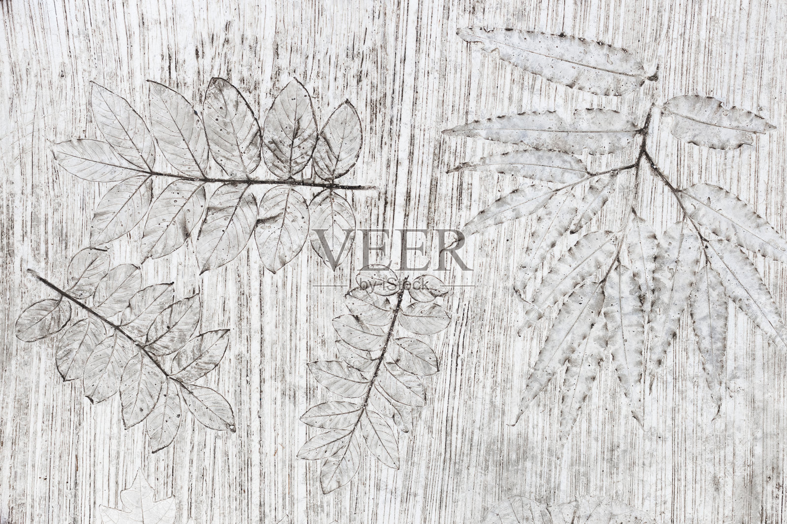 白色抽象背景与热带植物形状。混凝土地板上留有骷髅的痕迹作为装饰。照片摄影图片