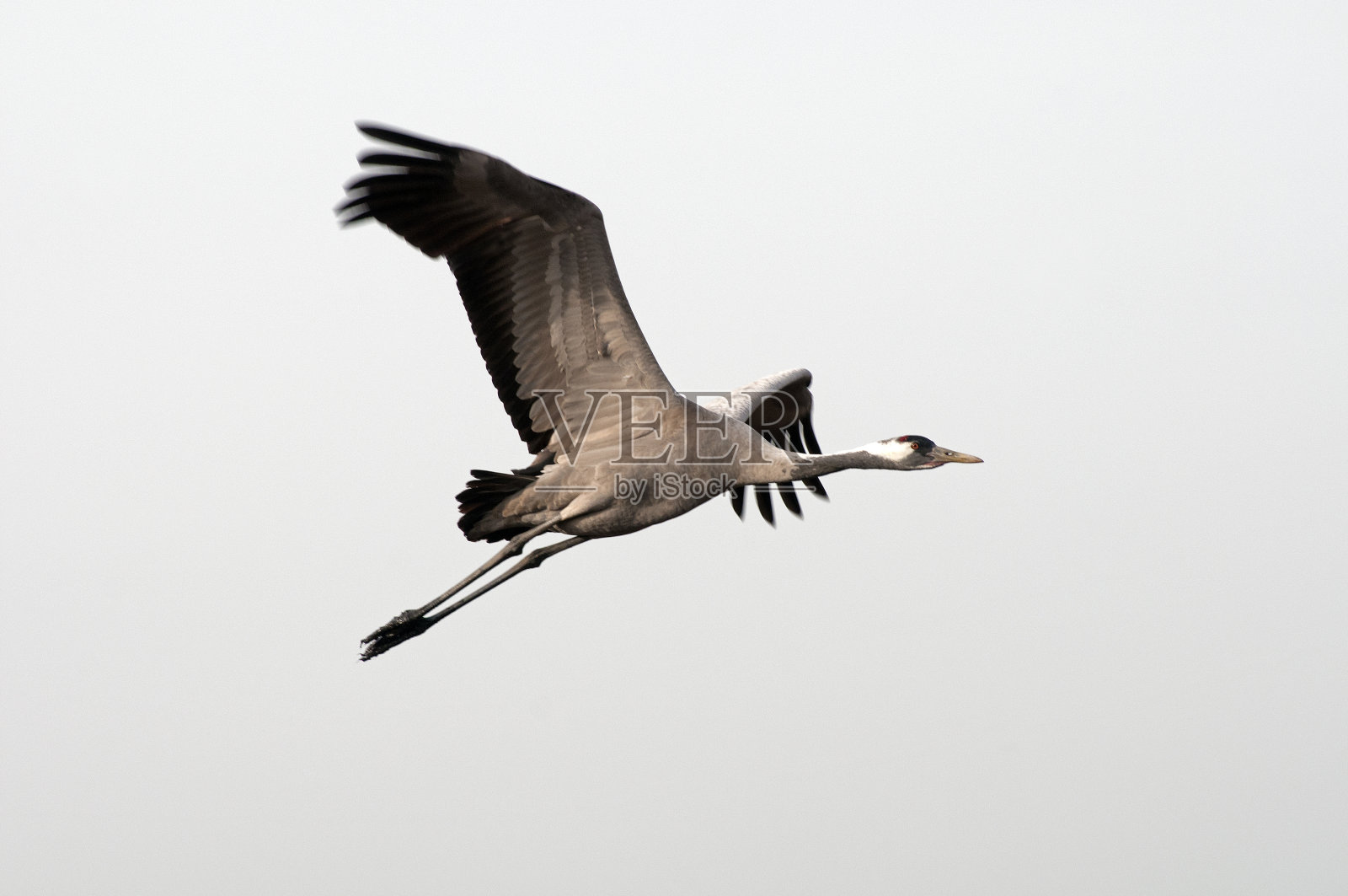 常见的起重机飞行照片摄影图片