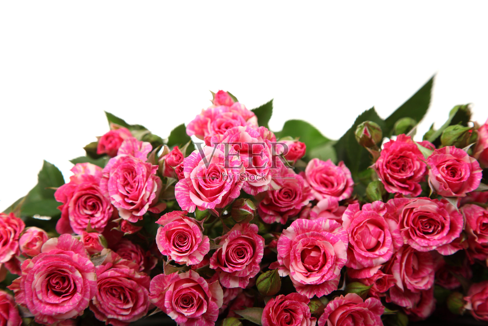 一束粉红色的玫瑰照片摄影图片