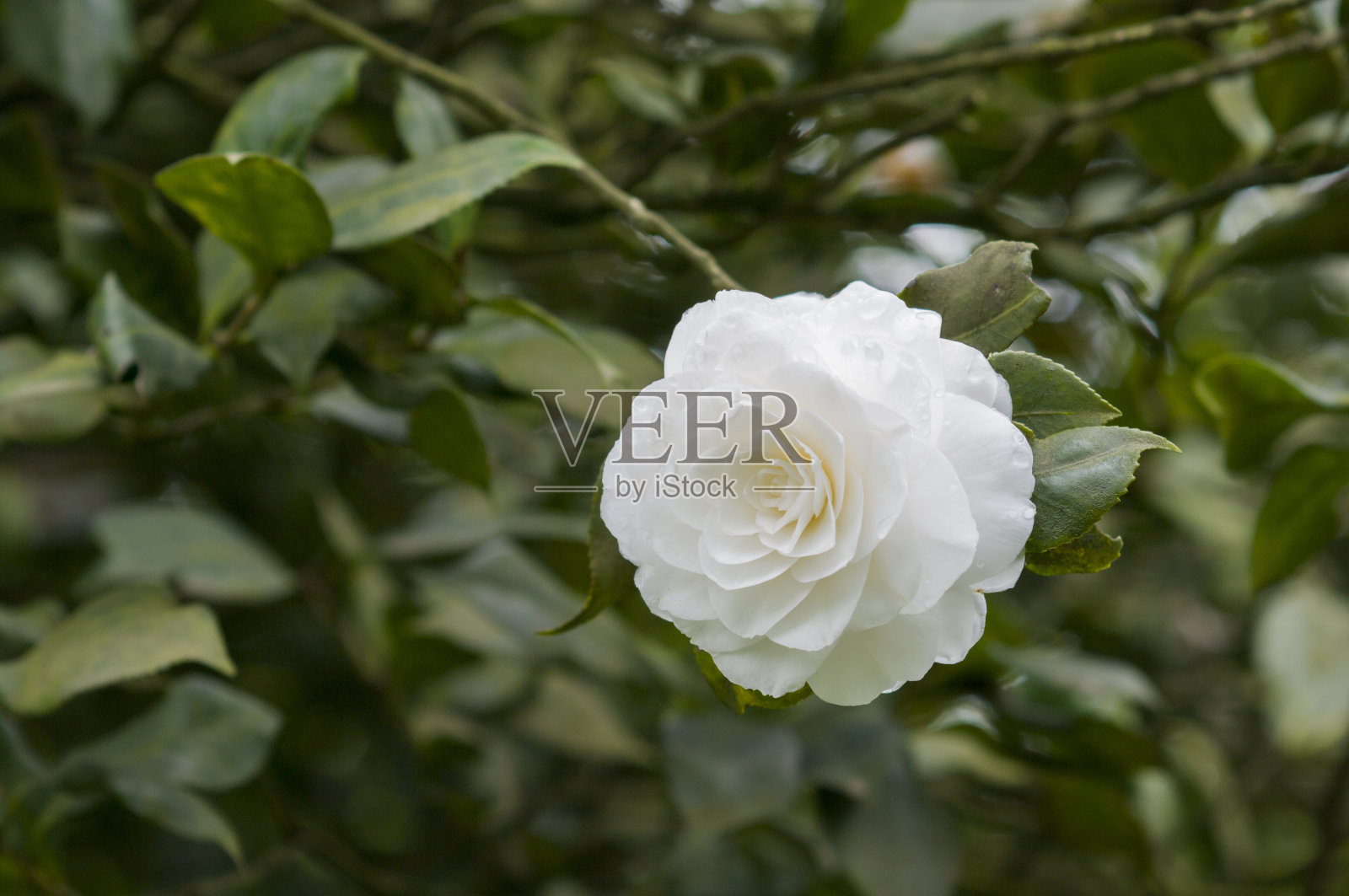 山茶花花照片摄影图片