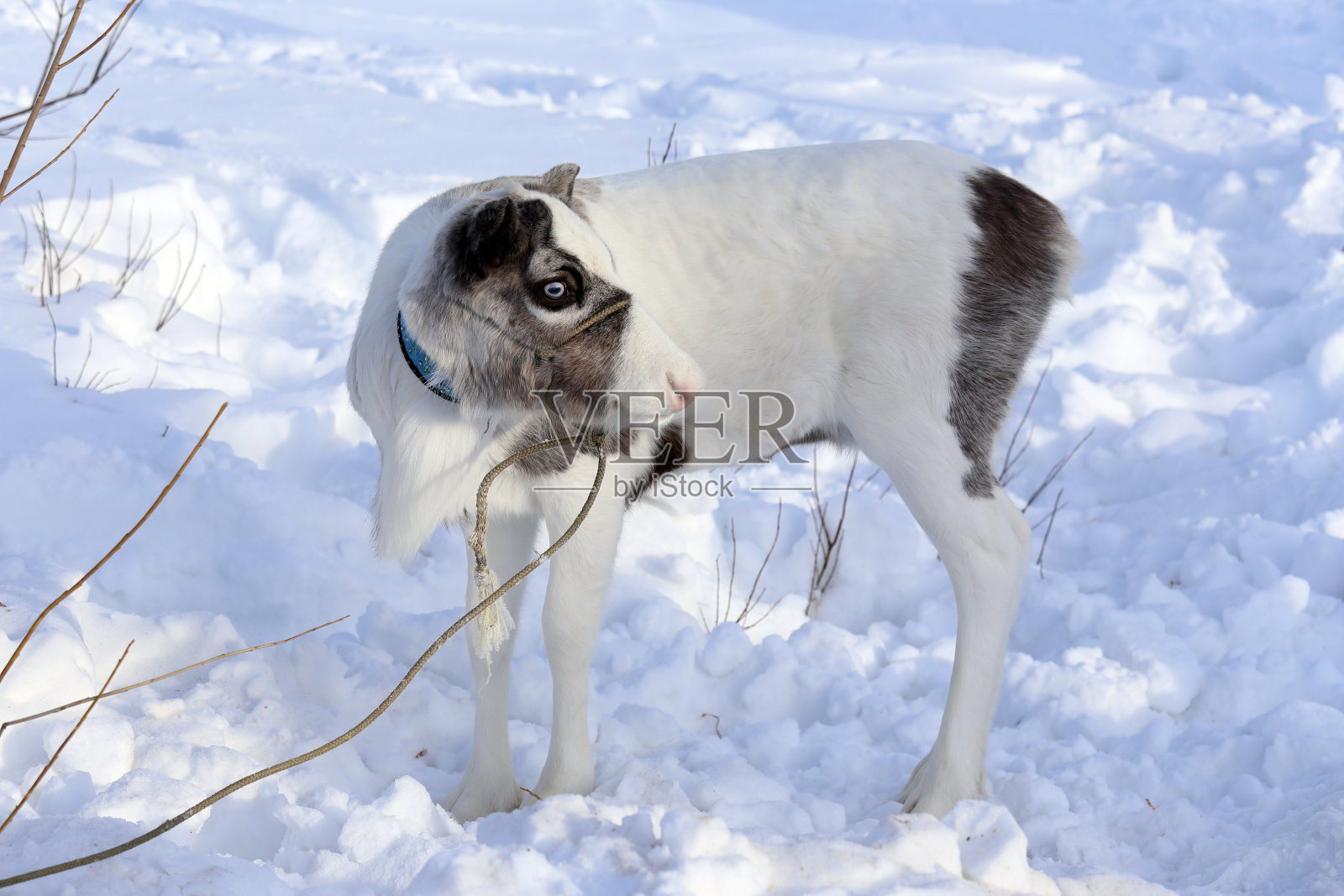 小白鹿照片摄影图片