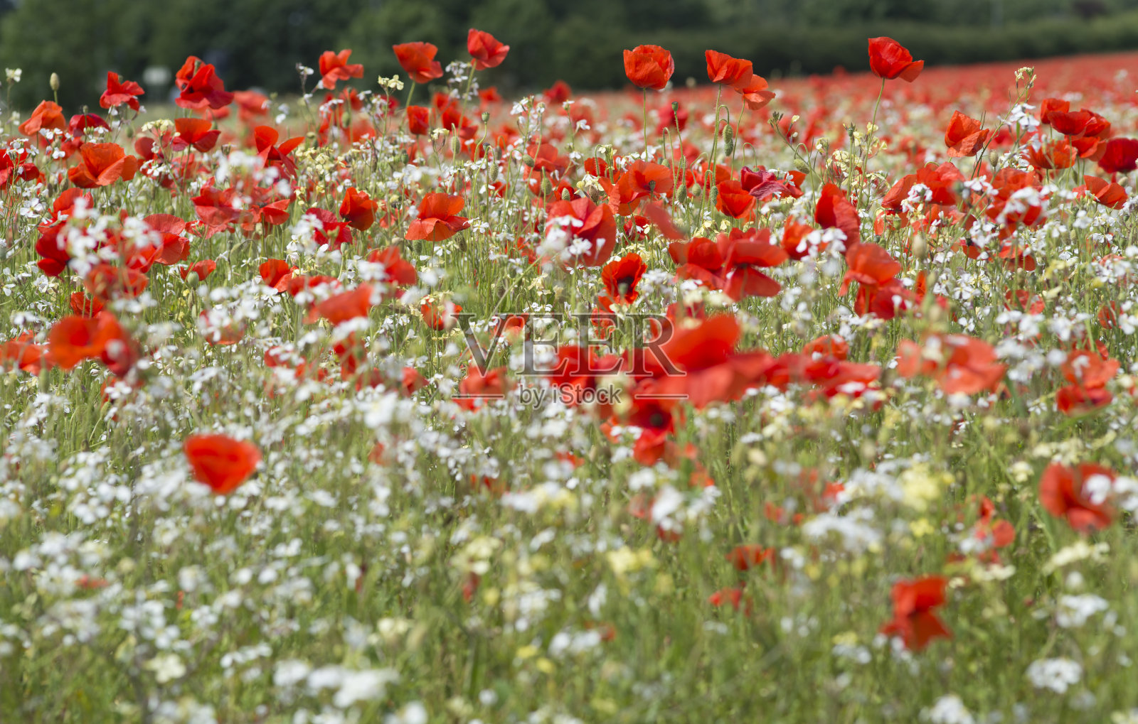 罂粟花田照片摄影图片