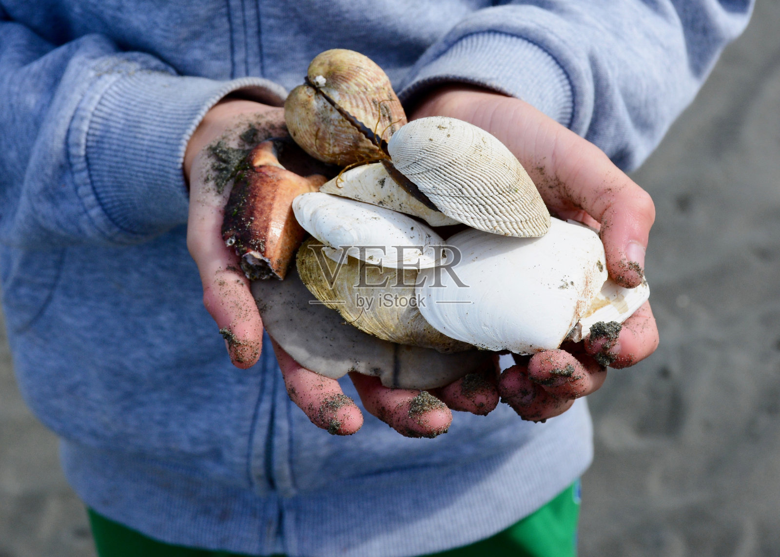 他在海边保存贝壳照片摄影图片