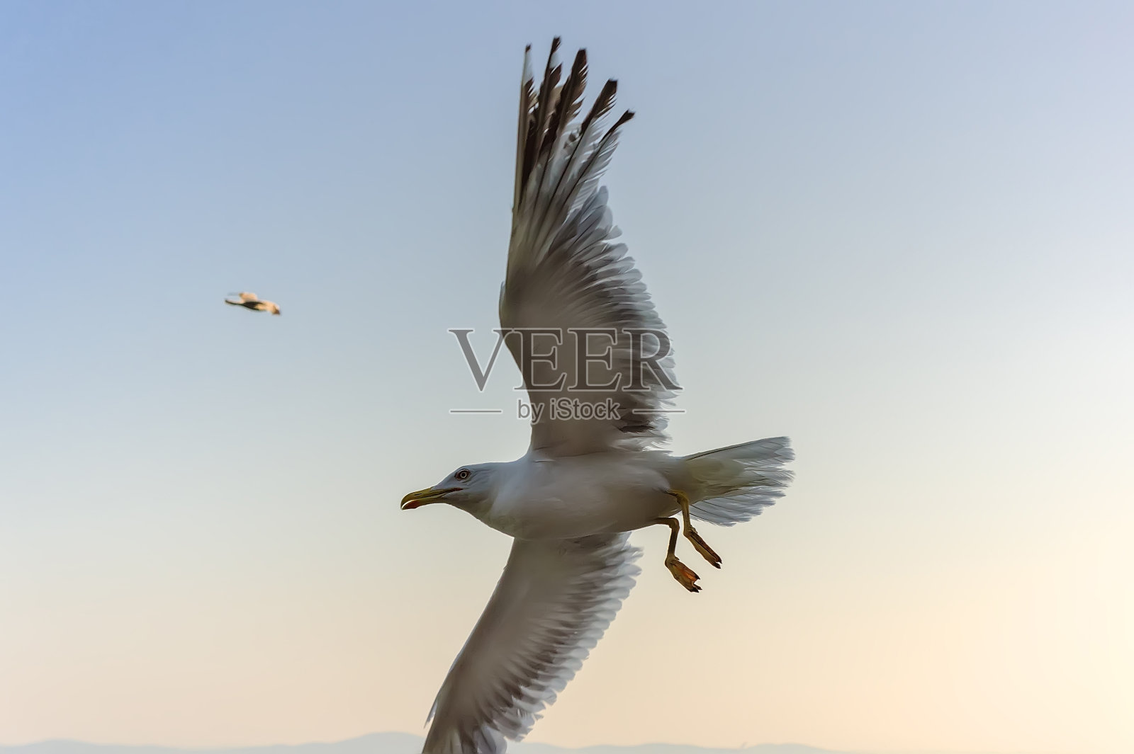 海鸥在海上飞翔照片摄影图片