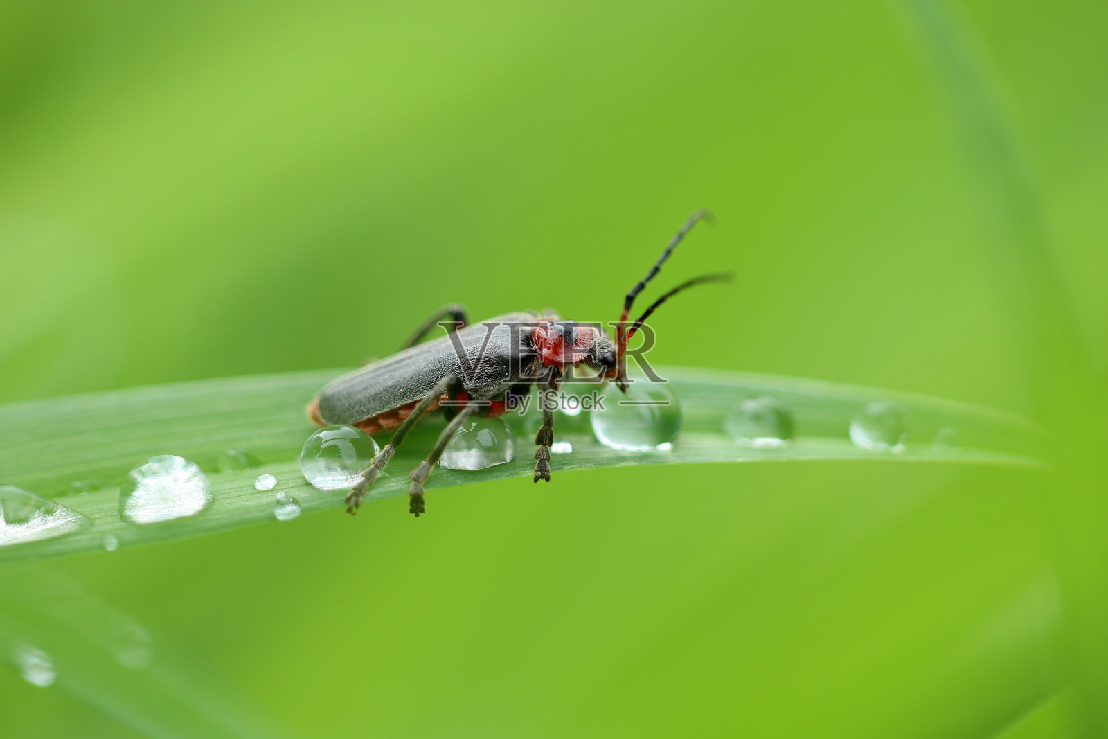 索尔达坦卡费尔 - 维基百科照片摄影图片