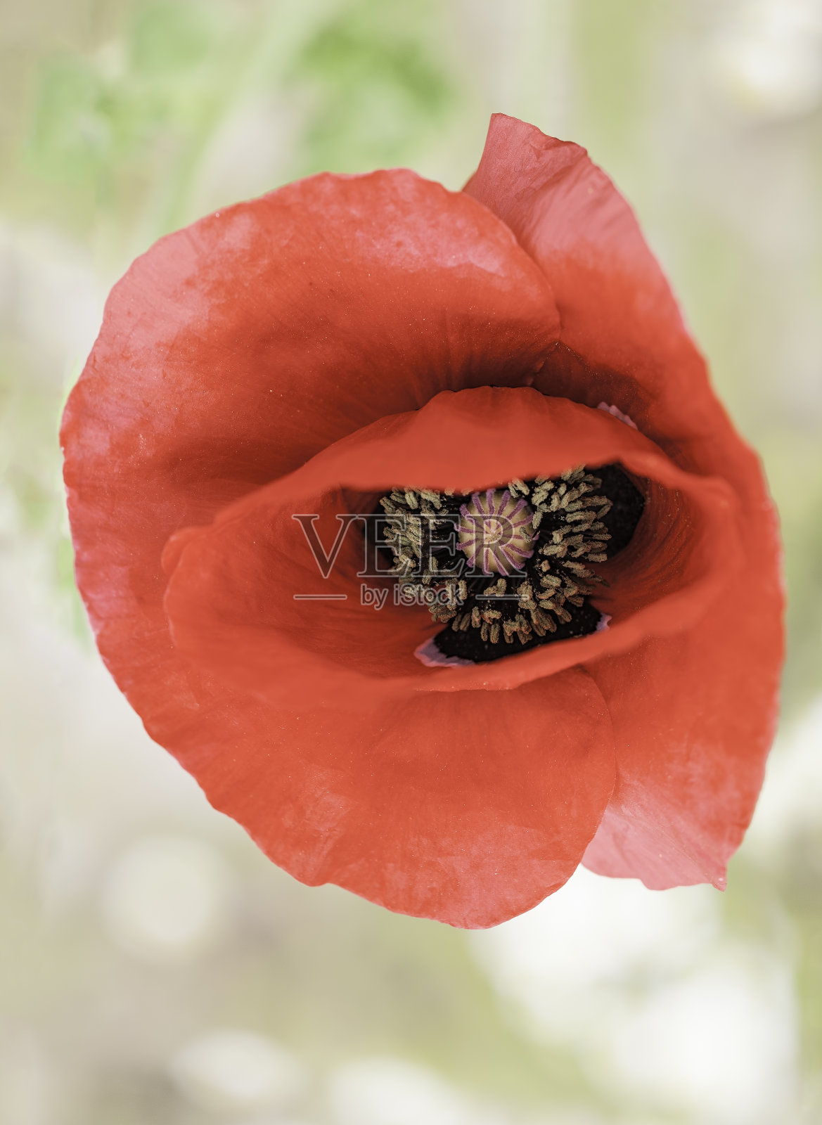 红色罂粟花照片摄影图片