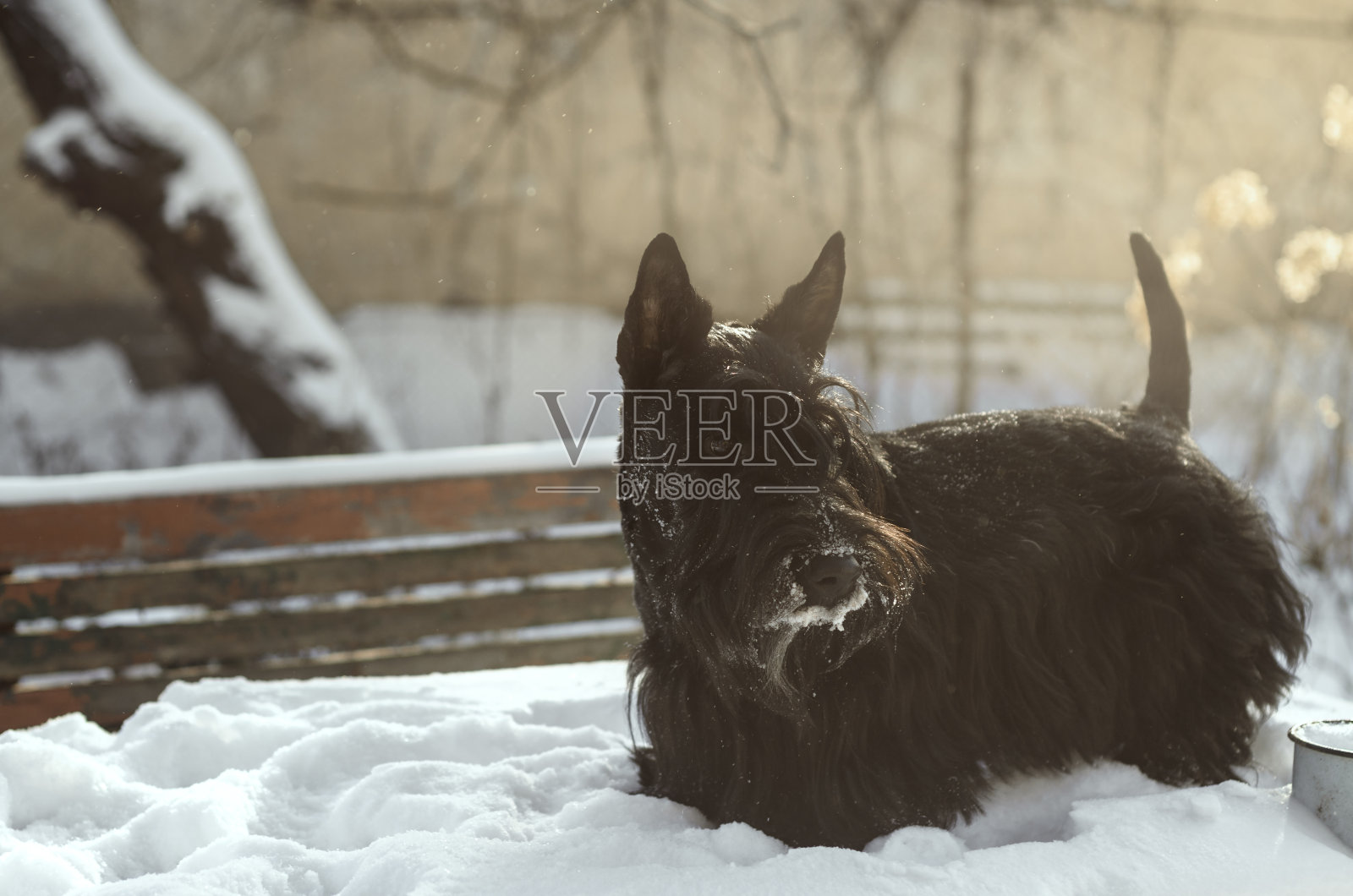 阳光下的苏格兰梗照片摄影图片