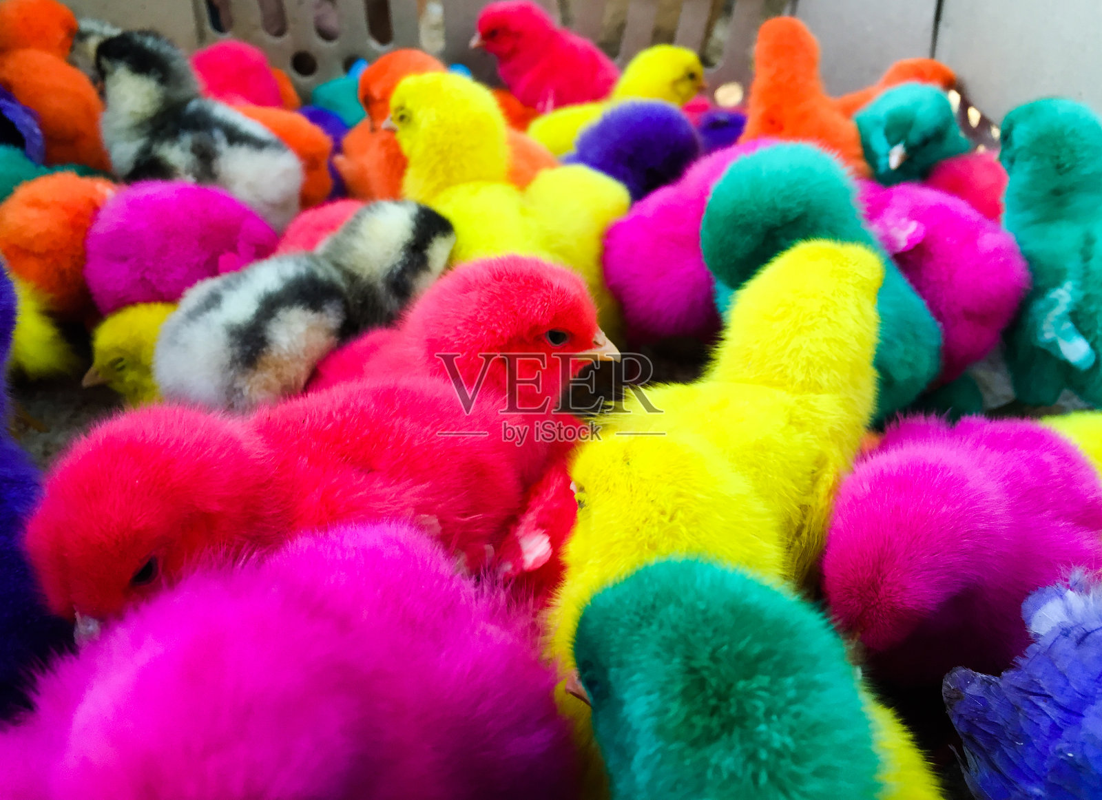 色彩斑斓的鸡照片摄影图片