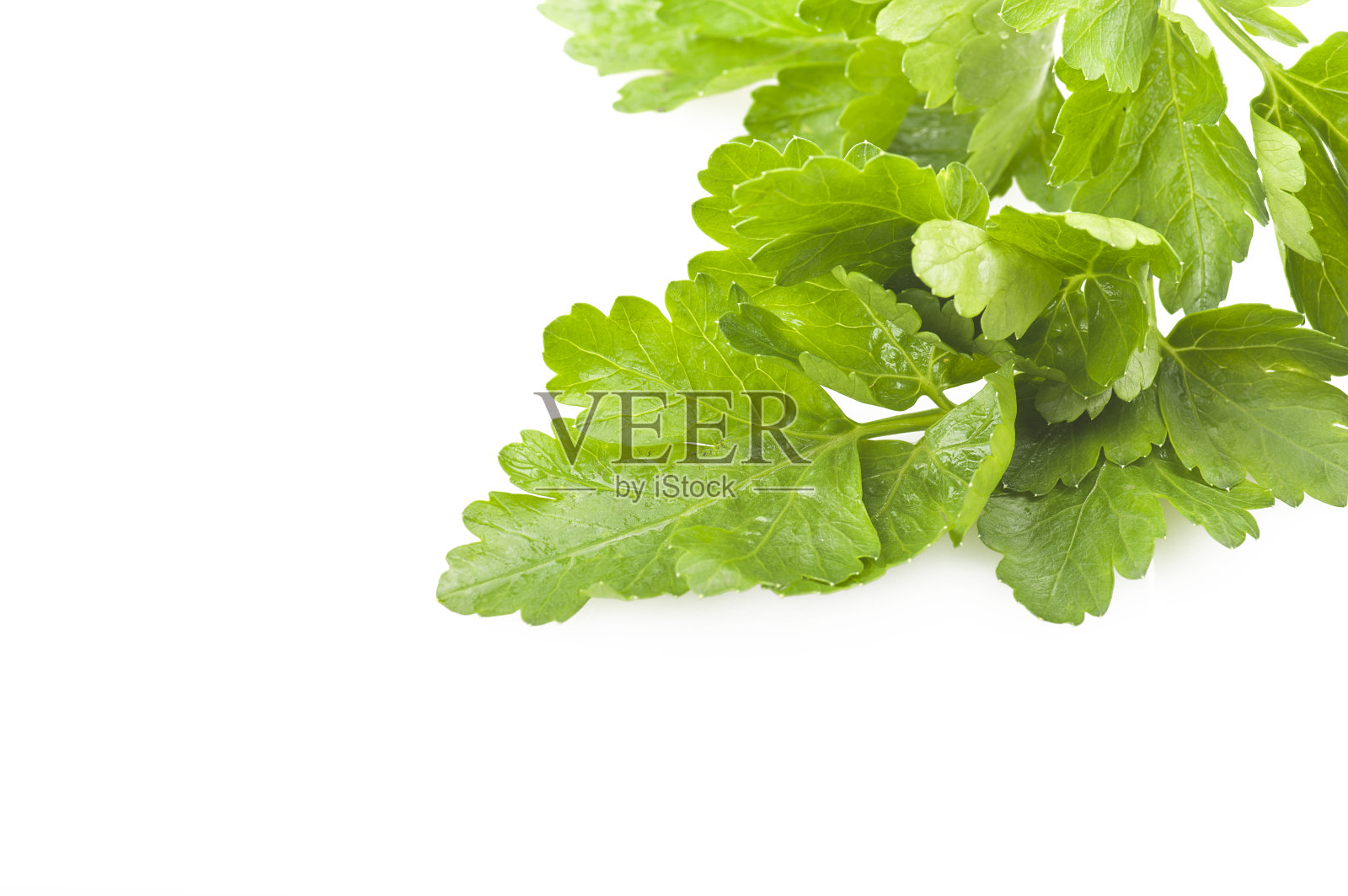 欧芹叶照片摄影图片