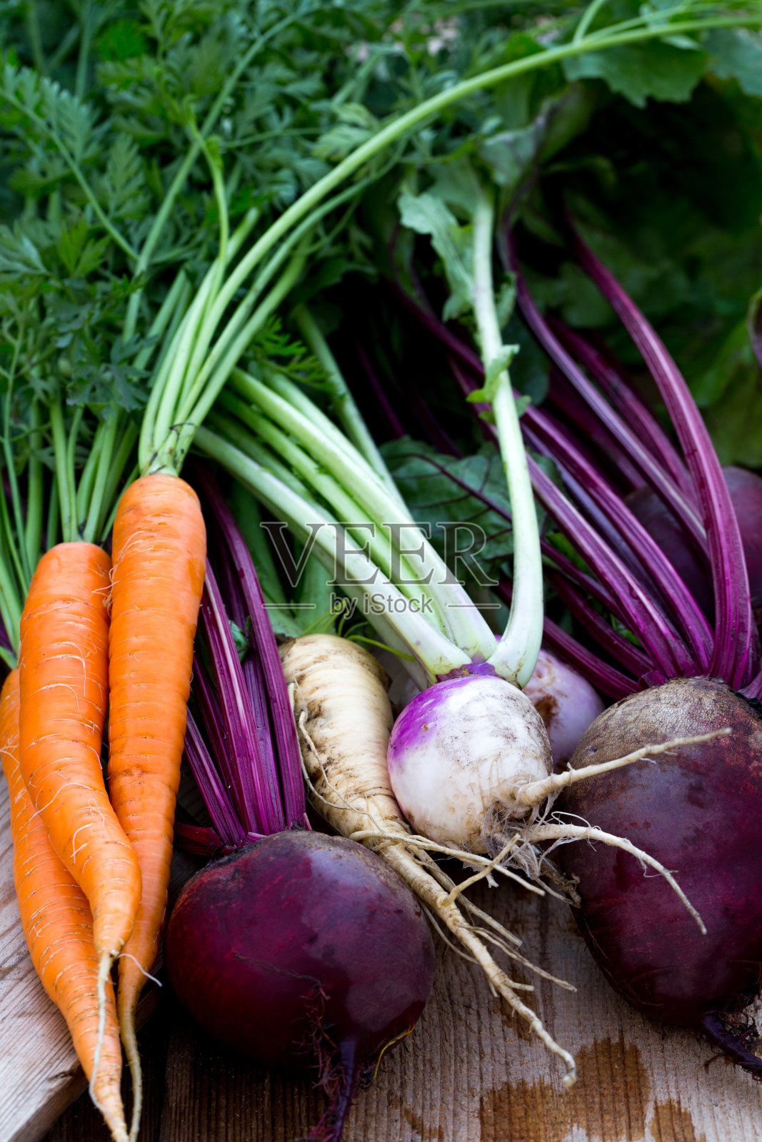 一束新鲜的甜菜根，胡萝卜和芜菁与绿色照片摄影图片