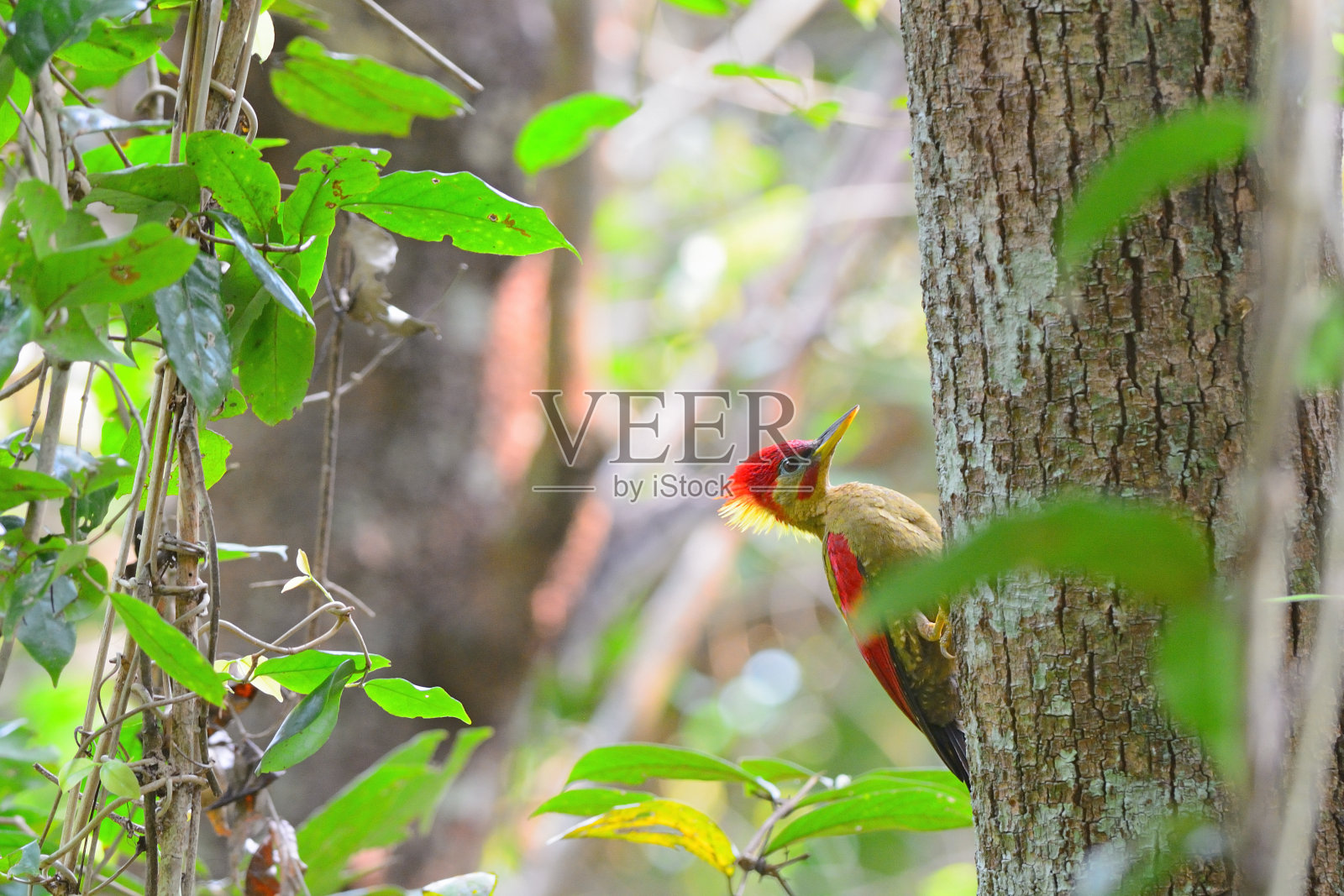 鸟(深翅啄木鸟)在巢上栖息(雄)照片摄影图片