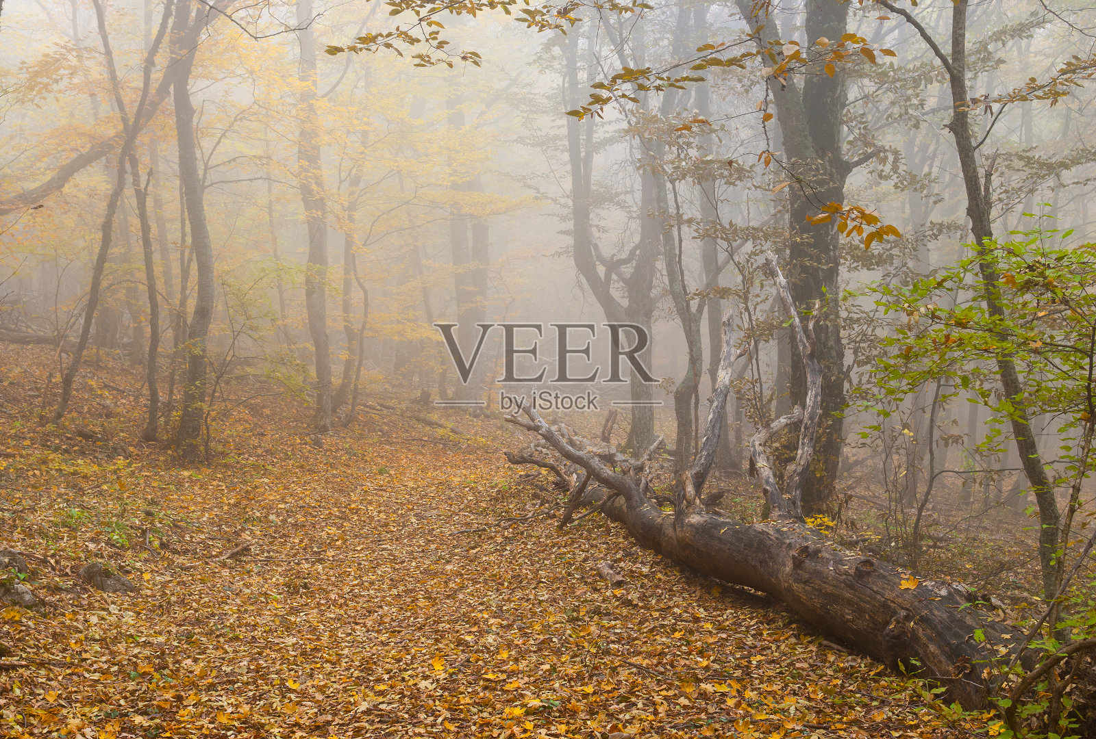 克里米亚山区的雾林景观照片摄影图片