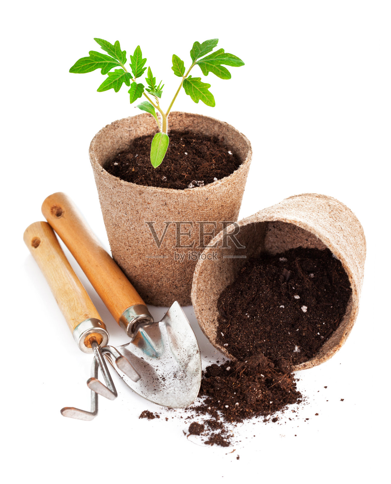 用园艺工具育苗西红柿照片摄影图片