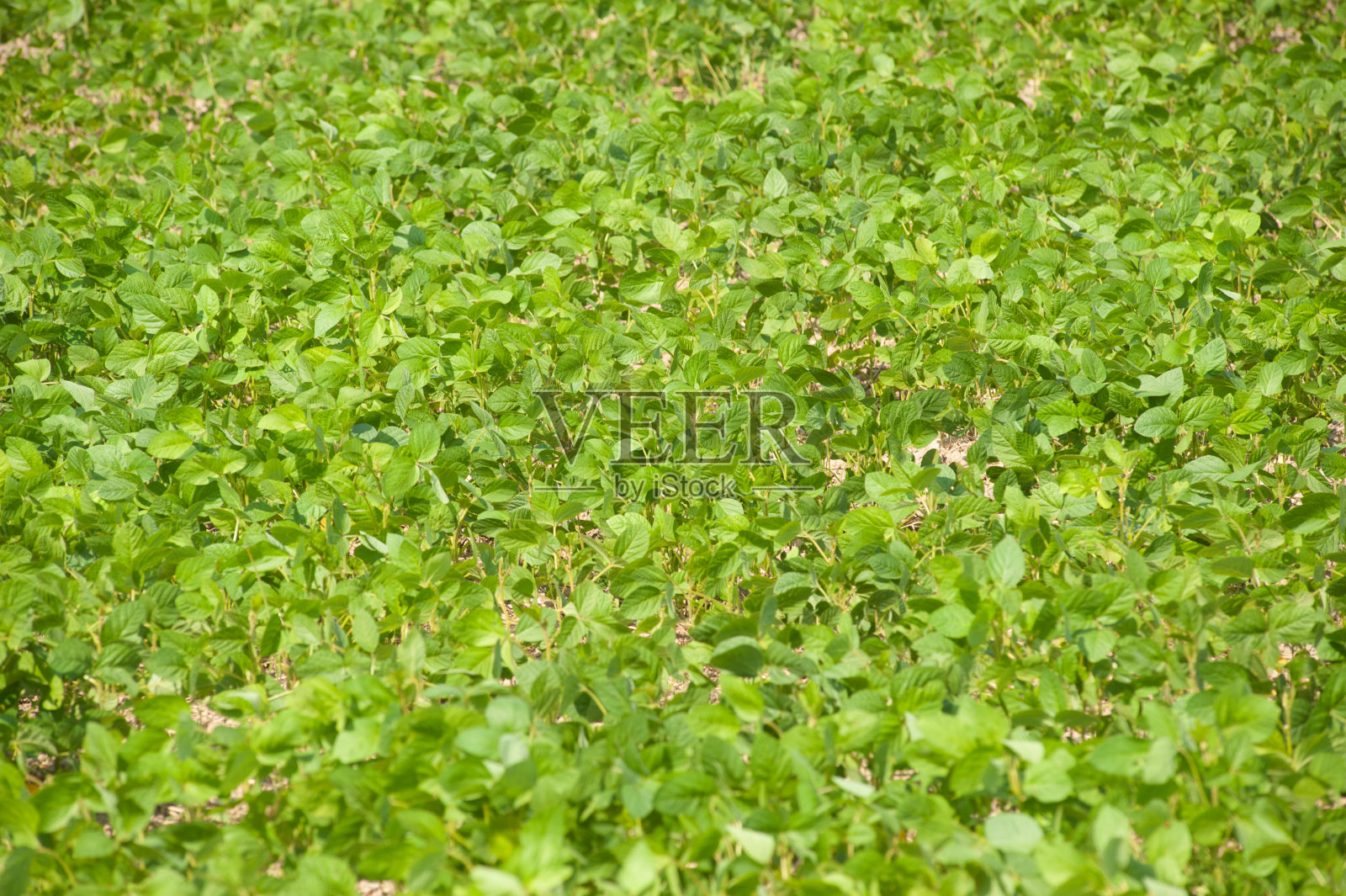 菜豆字段。照片摄影图片