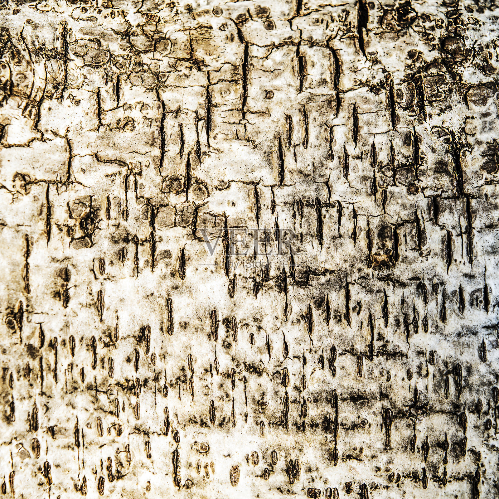 树纹，木纹纹理照片摄影图片