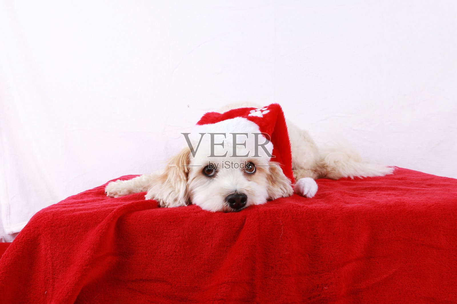 圣诞狗狗照片摄影图片