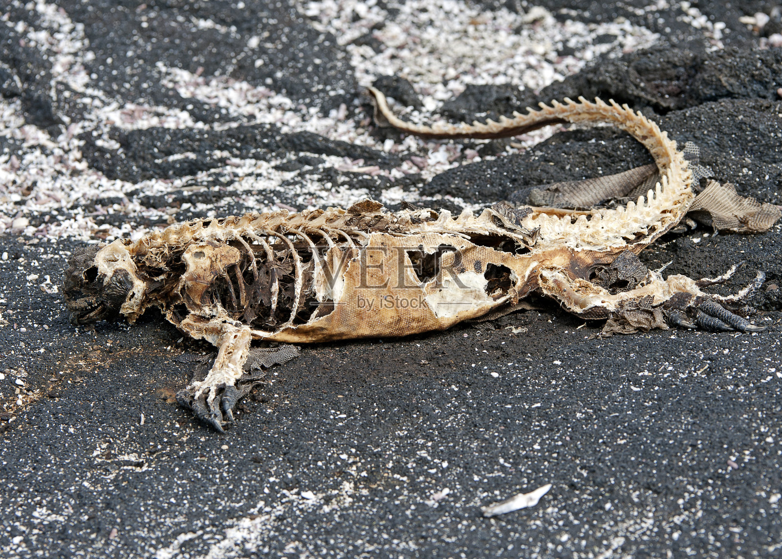 海鬣蜥骨架，加拉帕戈斯群岛，厄瓜多尔照片摄影图片