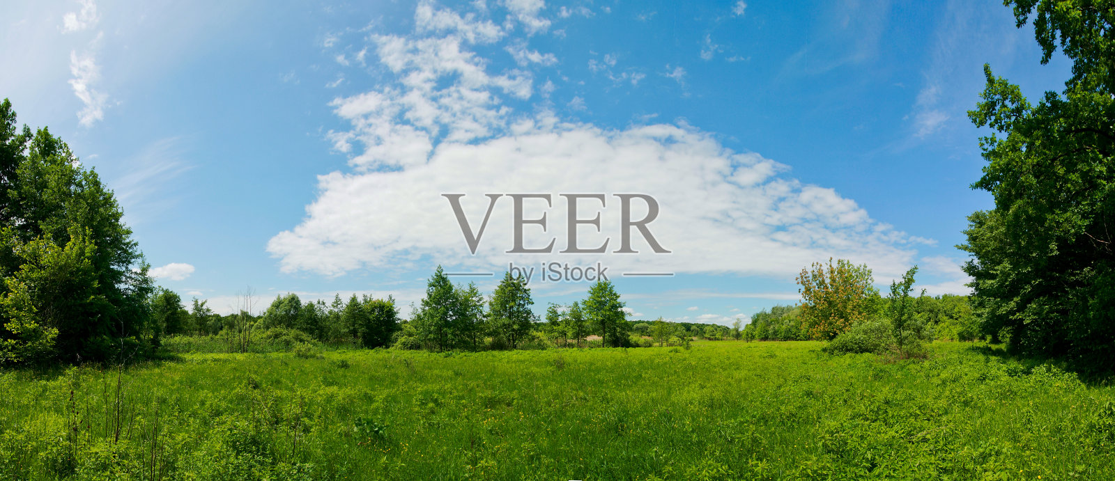 夏季草地的全景。照片摄影图片