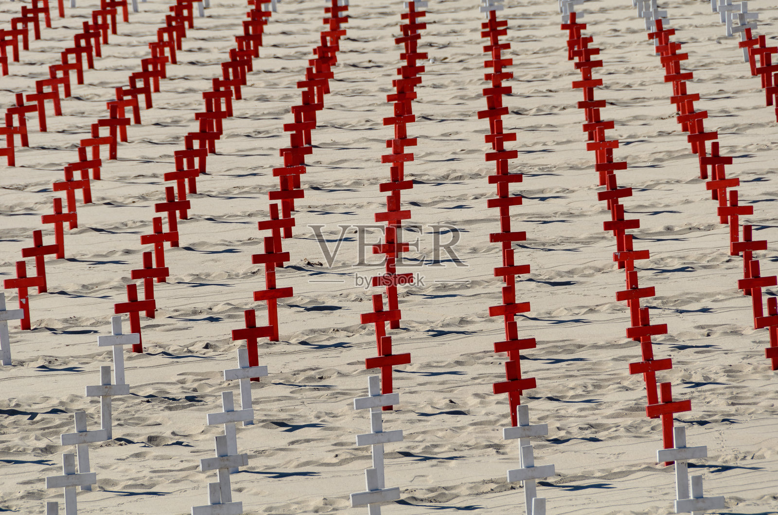 红白杂交栽在沙地上照片摄影图片