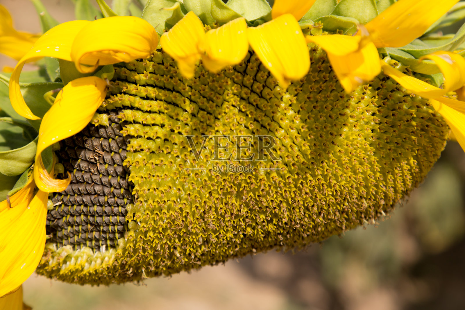 向日葵收获了，成熟的向日葵在田间盛开照片摄影图片