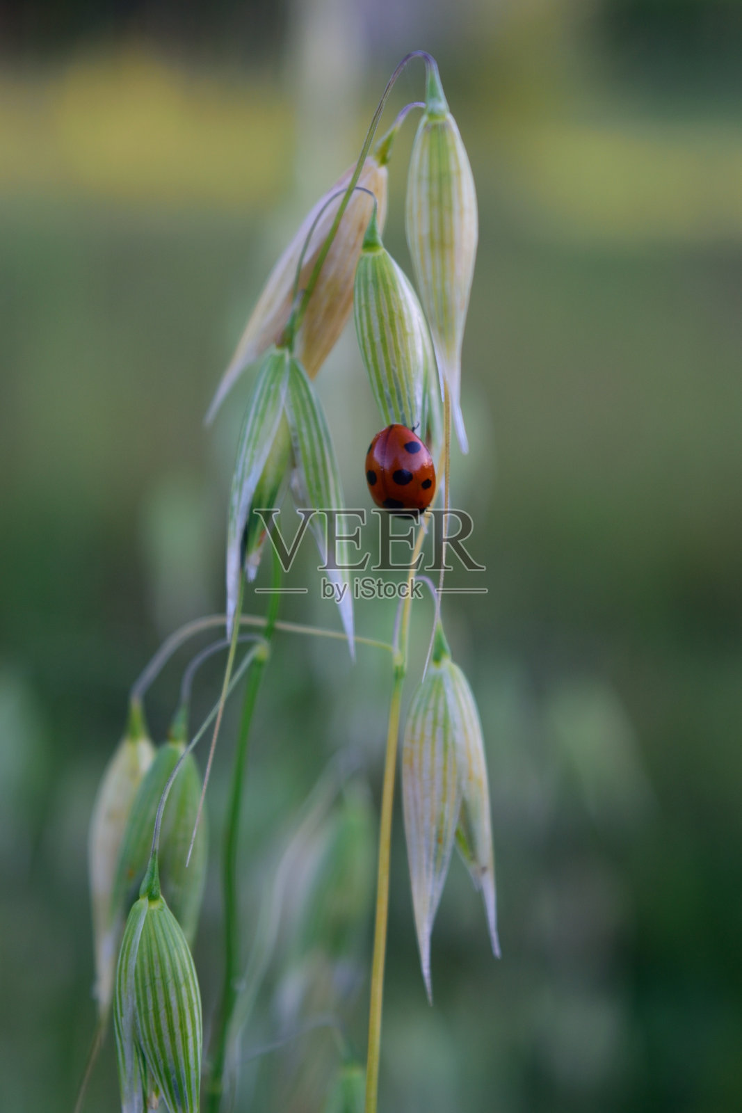 燕麦上的亚洲瓢虫甲虫照片摄影图片