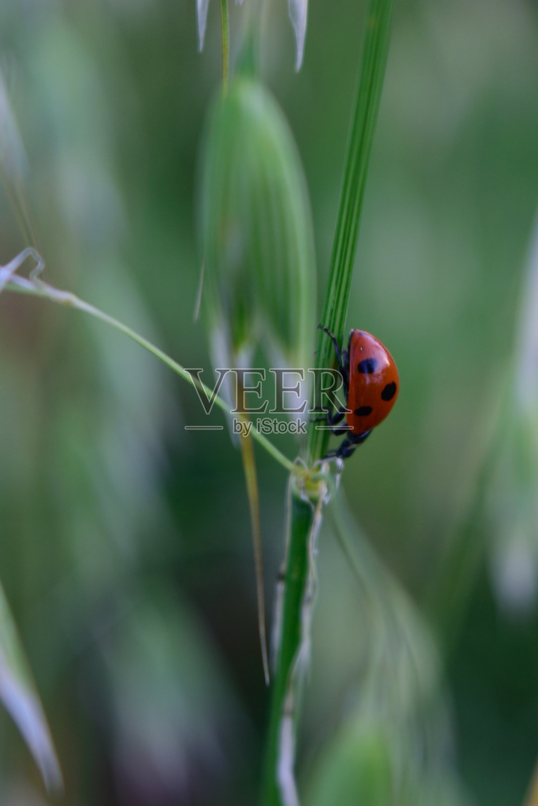 亚洲瓢虫甲虫(异色瓢虫)爬上燕麦照片摄影图片