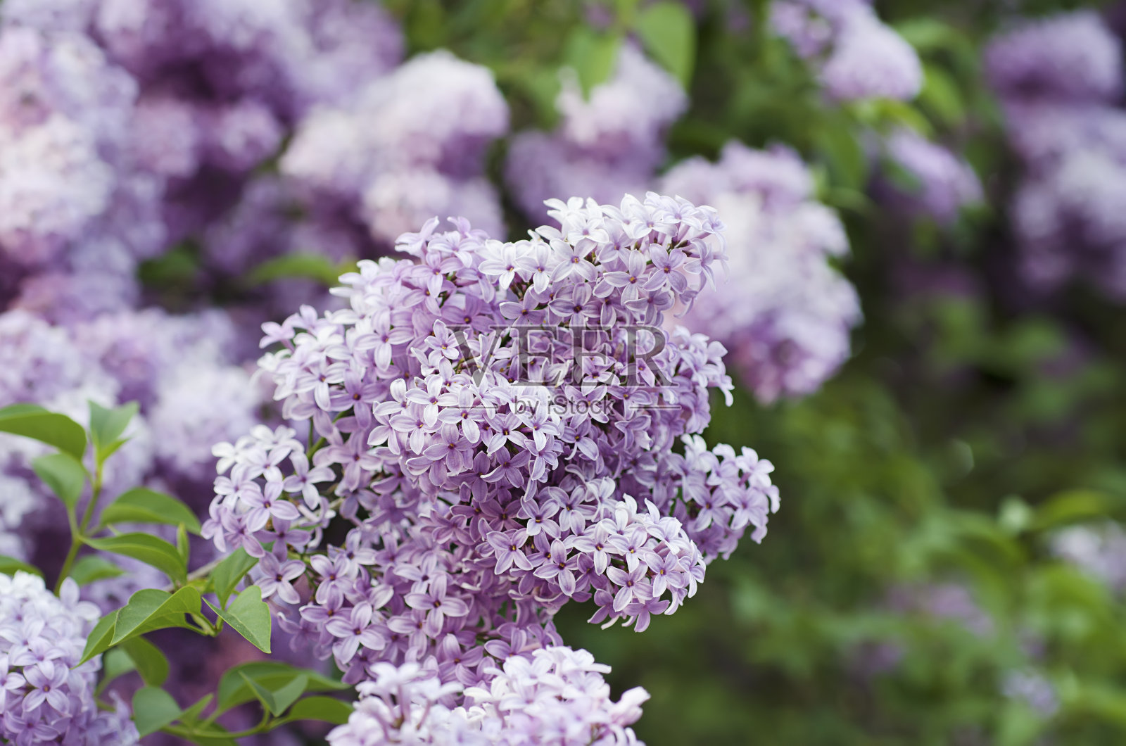 春天紫丁香花照片摄影图片