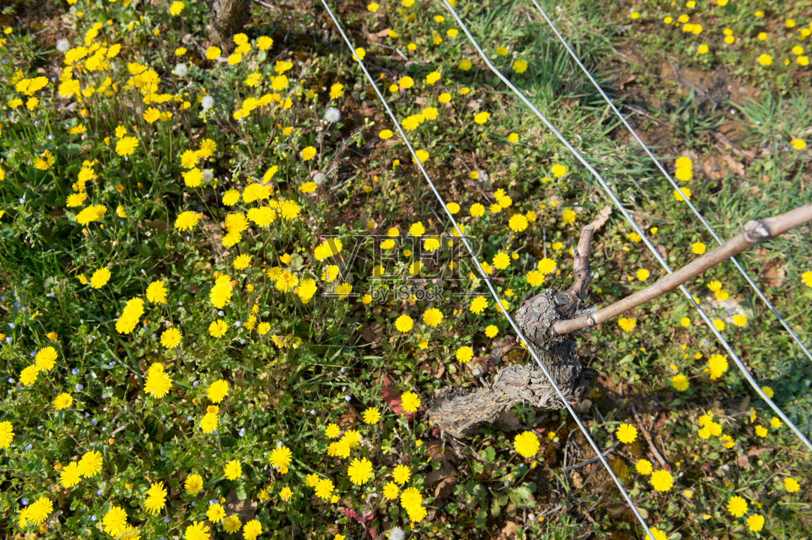 葡萄芽在春天葡萄园西南的法国，波尔多Vi照片摄影图片