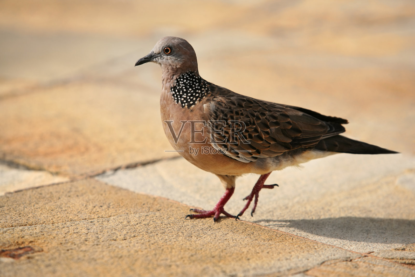 鸽子照片摄影图片