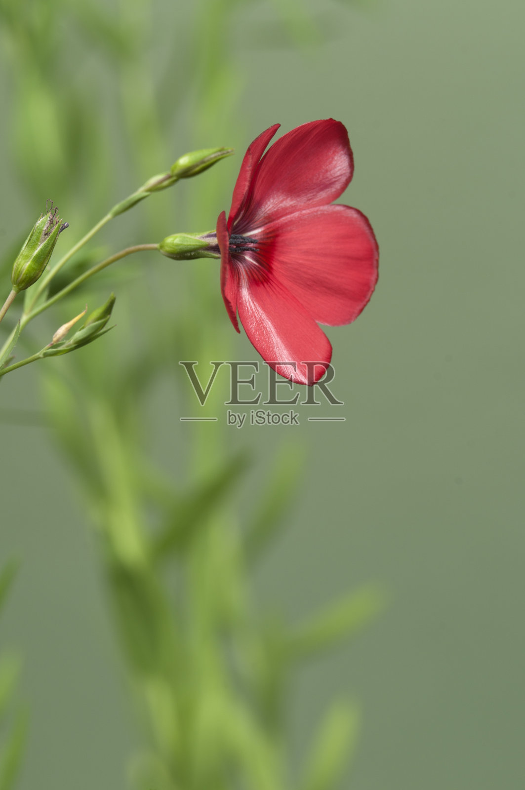 亚麻(桔梗)花照片摄影图片