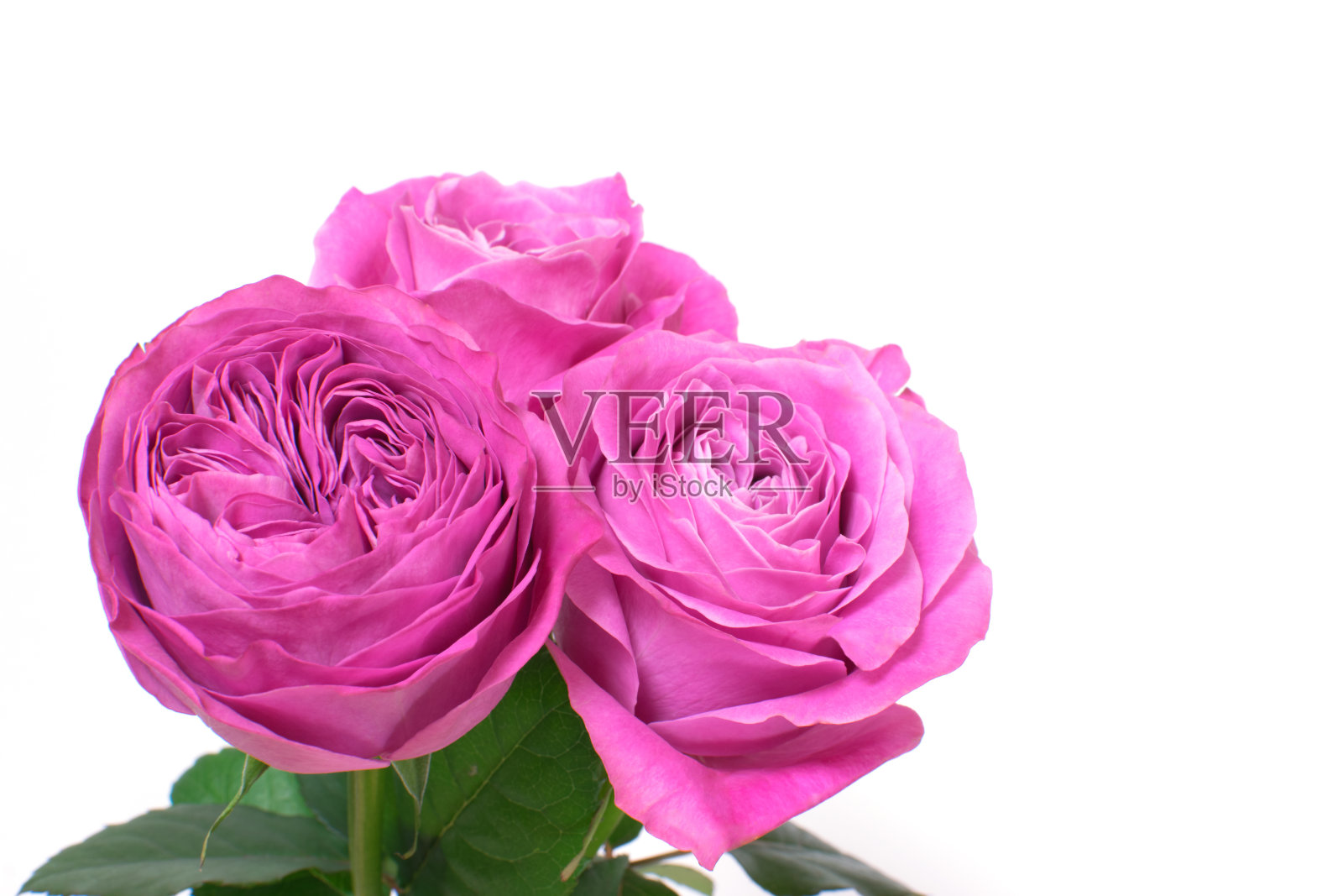 玫瑰照片摄影图片