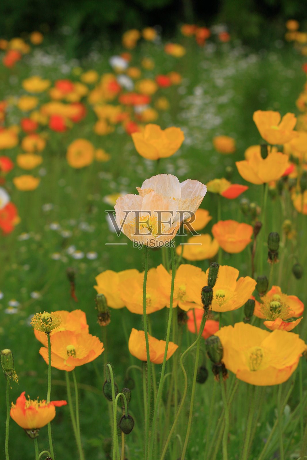 罂粟照片摄影图片