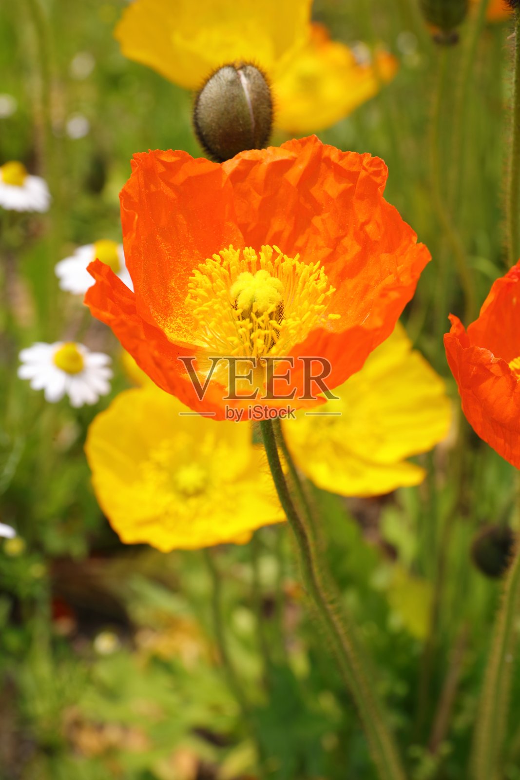 罂粟照片摄影图片