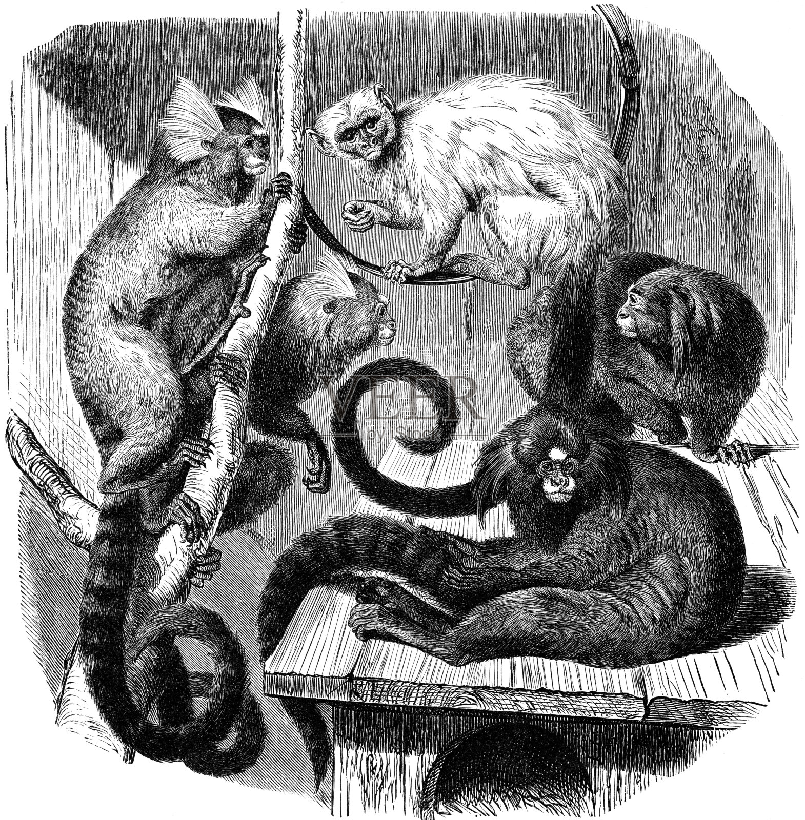 绒猴插画图片素材