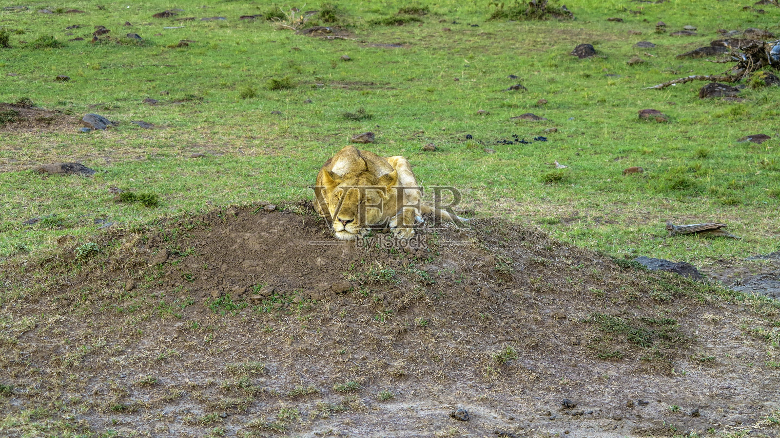 狮子一家在马赛马拉国家公园休息。照片摄影图片