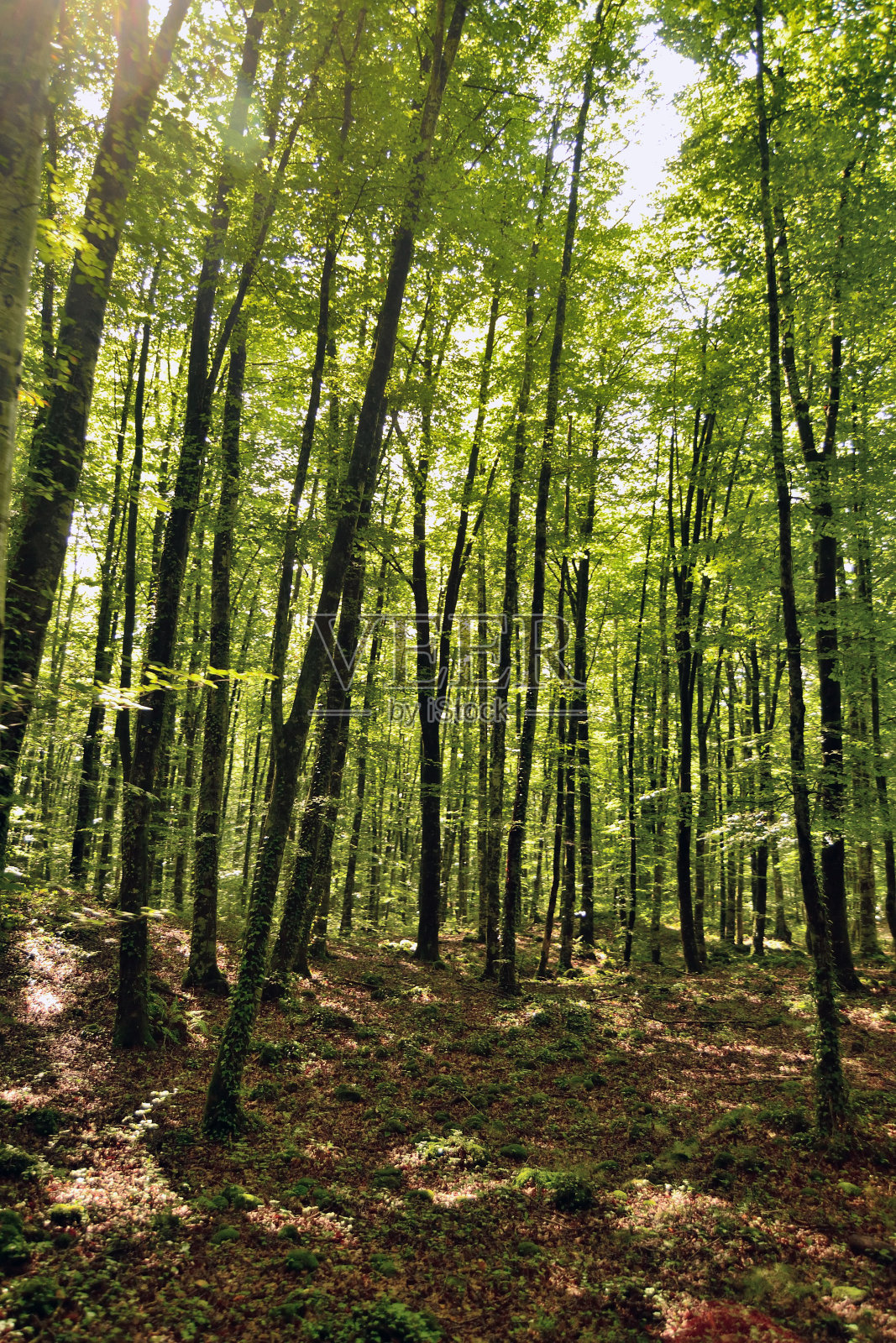 法格达德恩霍尔达照片摄影图片