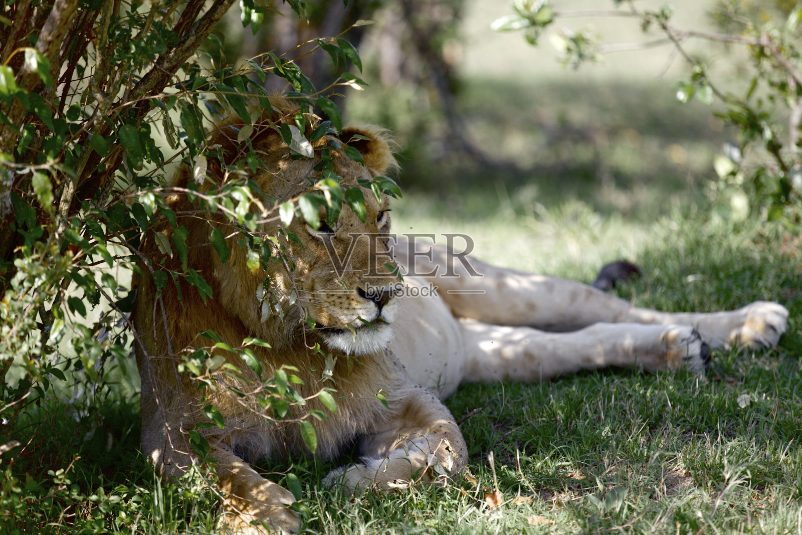 狮子照片摄影图片
