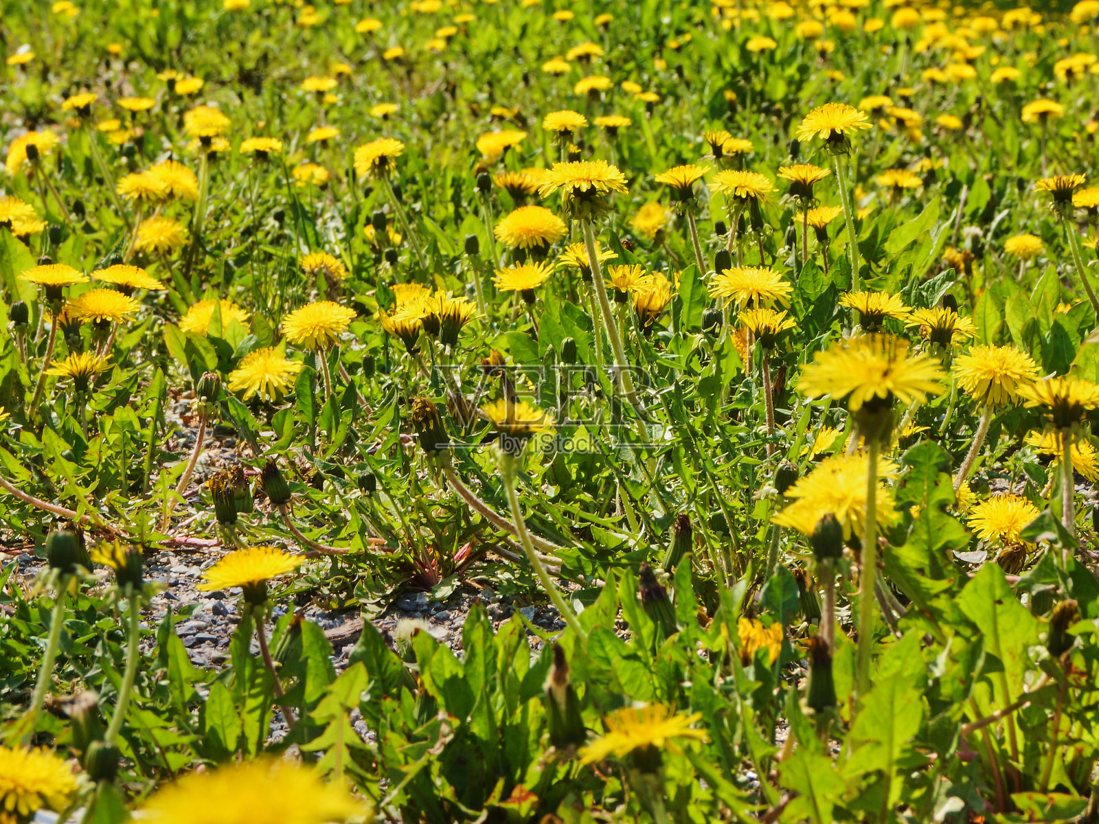 蒲公英的草地照片摄影图片