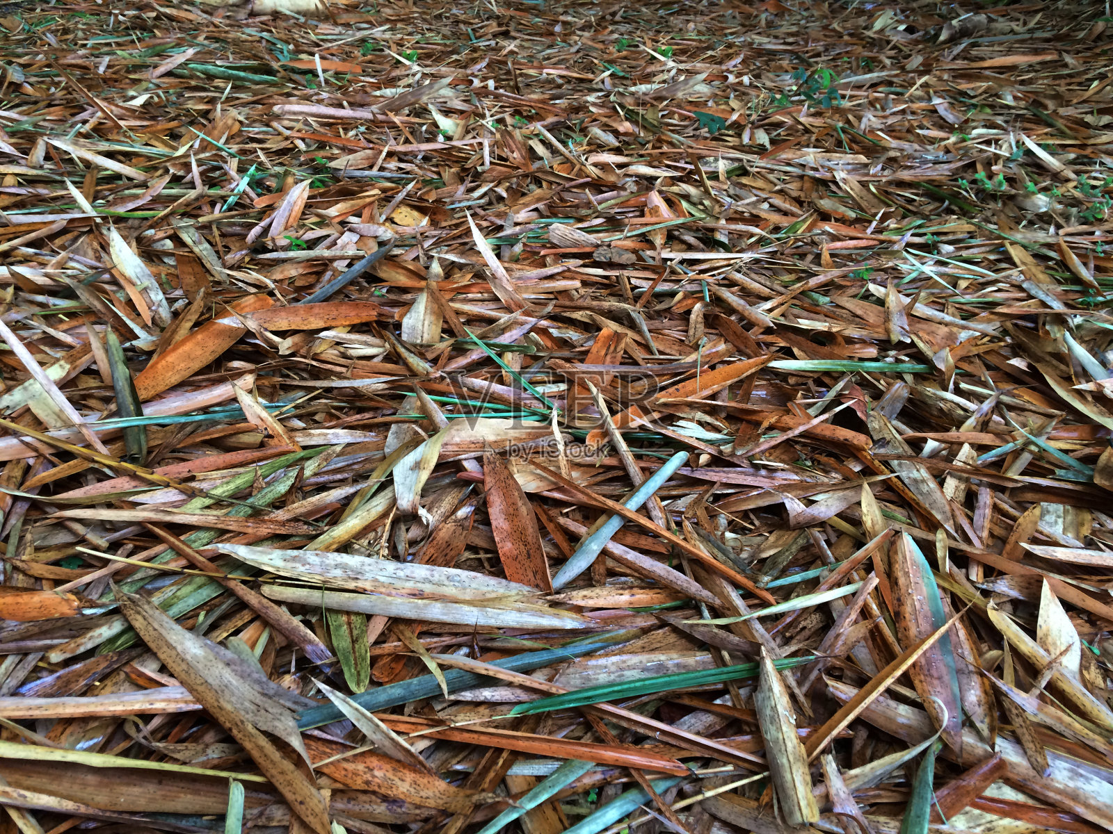 竹叶照片摄影图片