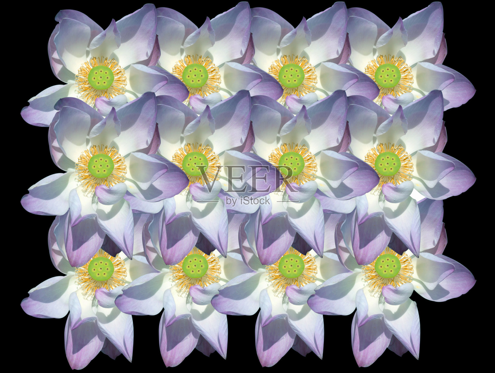 莲花照片摄影图片