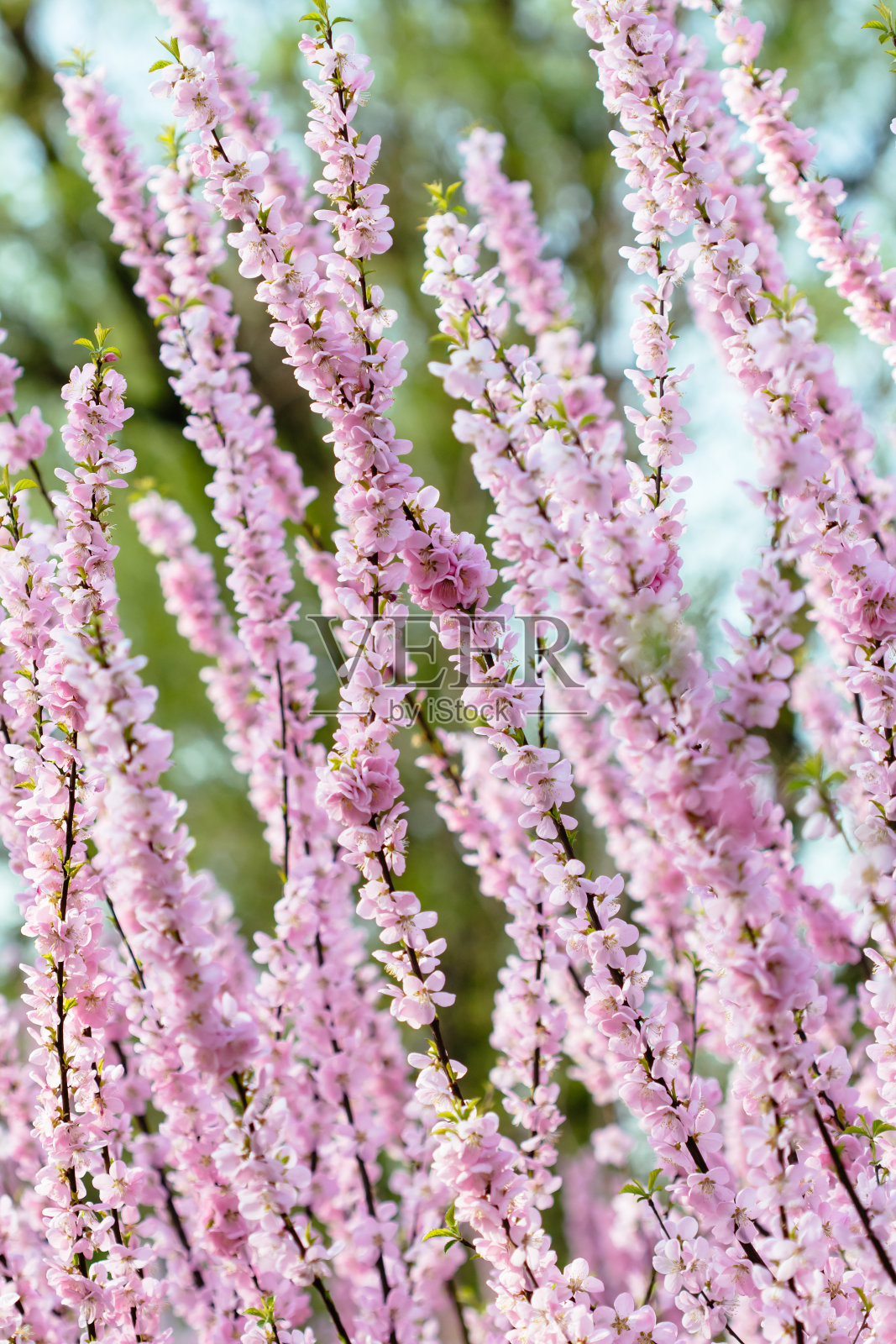 桃花照片摄影图片
