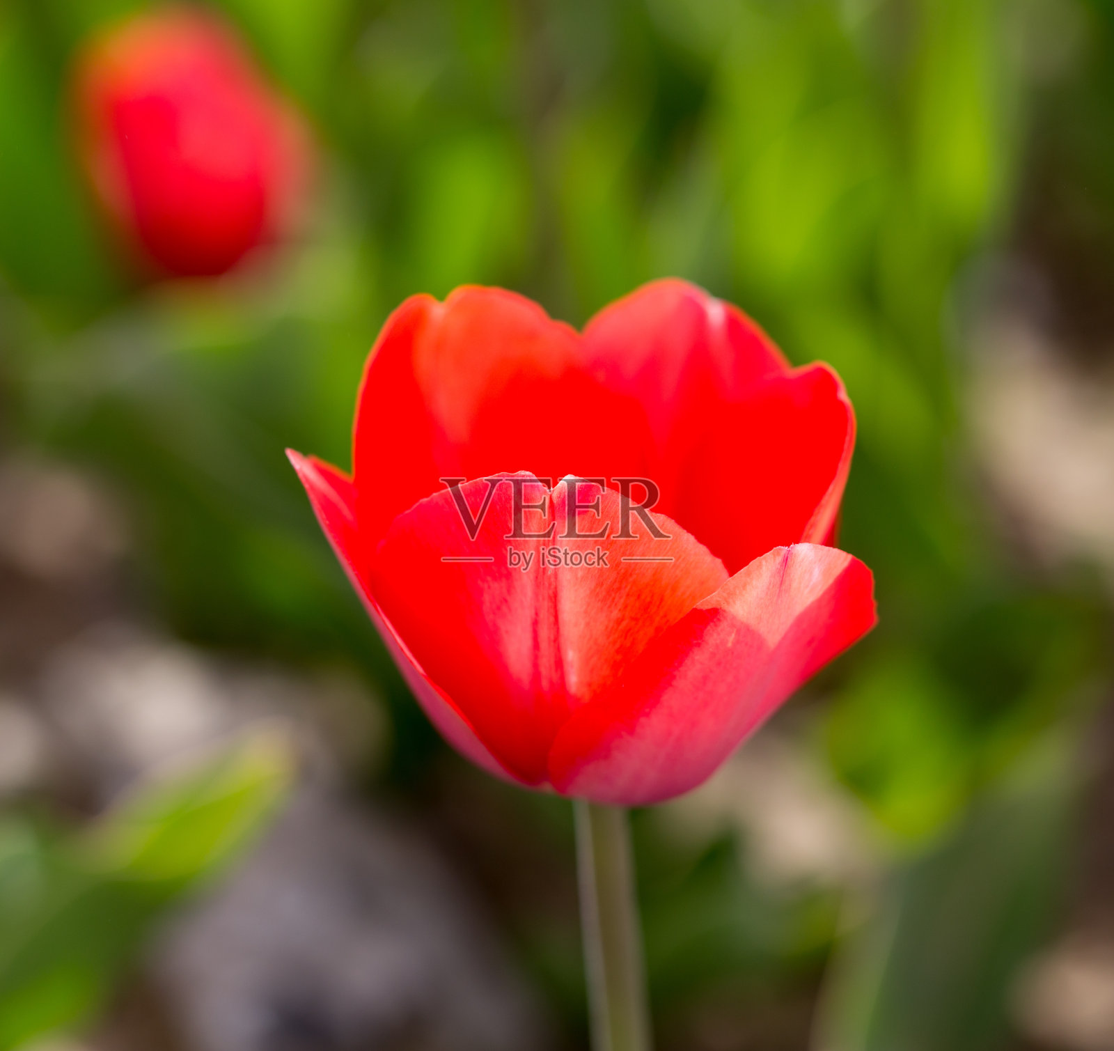 大自然中美丽的红色郁金香照片摄影图片